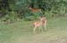 Doe and fawns leaving back yard